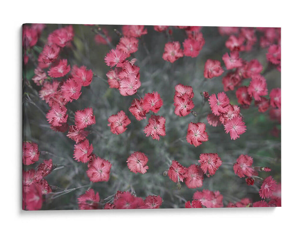 Texturas De Naturalezas I - Renee W. Stramel | Cuadro decorativo de Canvas Lab