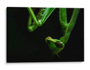 Mantis - HCTR | Cuadro decorativo de Canvas Lab