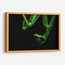 Mantis - HCTR | Cuadro decorativo de Canvas Lab