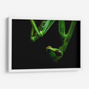 Mantis - HCTR | Cuadro decorativo de Canvas Lab