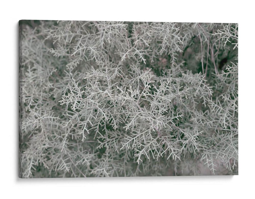 Texturas De Naturalezas Vi - Renee W. Stramel | Cuadro decorativo de Canvas Lab