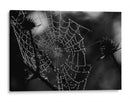 Spider Web - HCTR | Cuadro decorativo de Canvas Lab