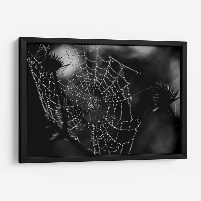 Spider Web - HCTR | Cuadro decorativo de Canvas Lab