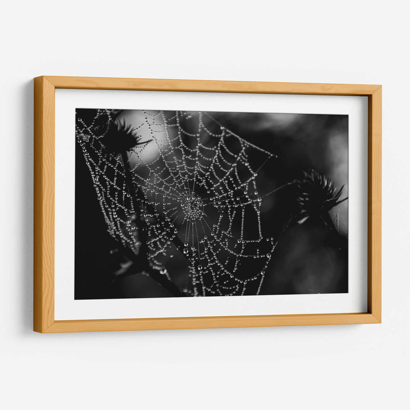 Spider Web - HCTR | Cuadro decorativo de Canvas Lab