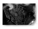 Spider Web - HCTR | Cuadro decorativo de Canvas Lab