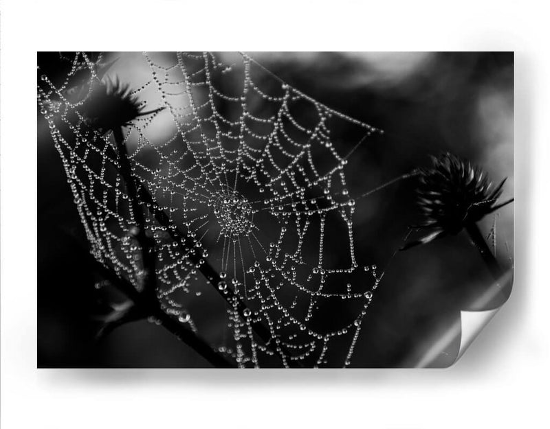 Spider Web - HCTR | Cuadro decorativo de Canvas Lab
