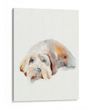 Puppy Scruffy Ii - Jennifer Paxton Parker | Cuadro decorativo de Canvas Lab