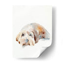 Puppy Scruffy Ii - Jennifer Paxton Parker | Cuadro decorativo de Canvas Lab