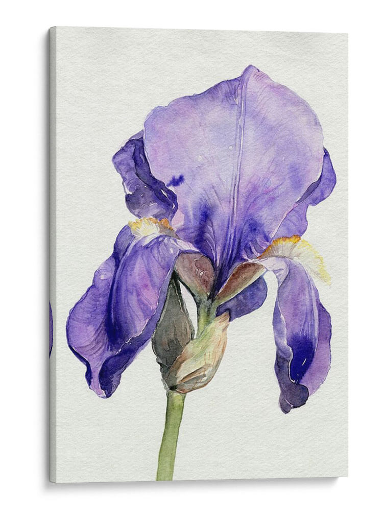 Iris En Flor I - Jennifer Paxton Parker | Cuadro decorativo de Canvas Lab