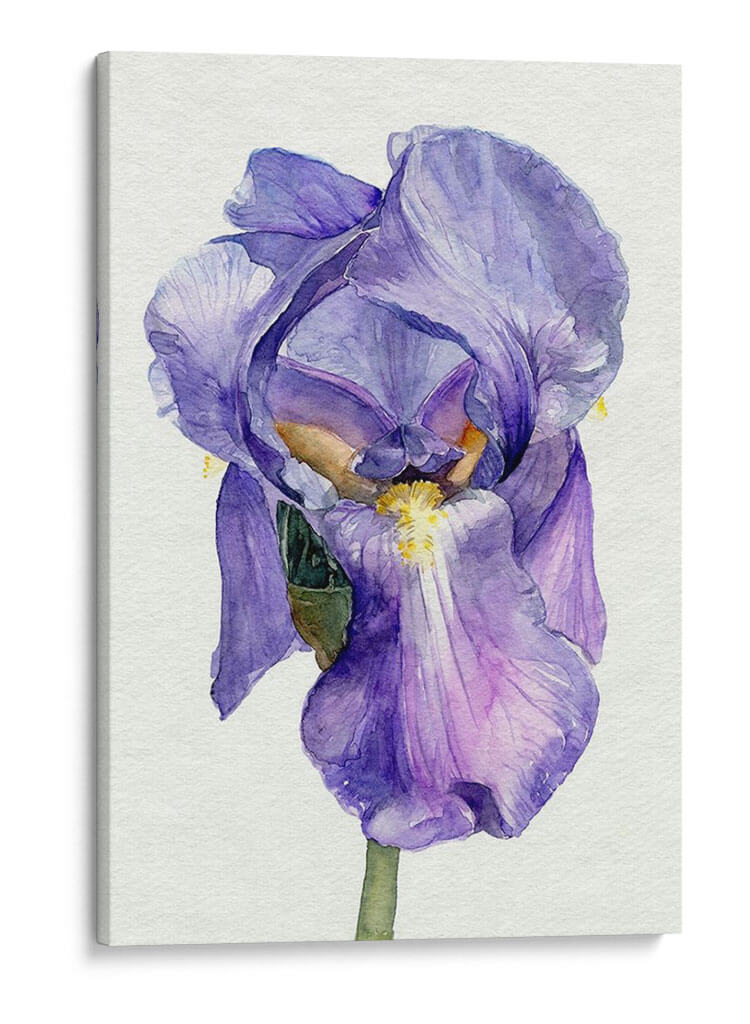 Iris En Bloom Ii - Jennifer Paxton Parker | Cuadro decorativo de Canvas Lab