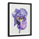 Iris En Bloom Ii - Jennifer Paxton Parker | Cuadro decorativo de Canvas Lab
