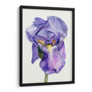 Iris En Bloom Ii - Jennifer Paxton Parker | Cuadro decorativo de Canvas Lab