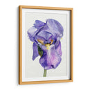 Iris En Bloom Ii - Jennifer Paxton Parker | Cuadro decorativo de Canvas Lab