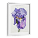 Iris En Bloom Ii - Jennifer Paxton Parker | Cuadro decorativo de Canvas Lab
