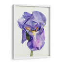 Iris En Bloom Ii - Jennifer Paxton Parker | Cuadro decorativo de Canvas Lab