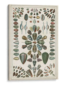 Grand Seba Shells Iv - Jacques Deseve | Cuadro decorativo de Canvas Lab
