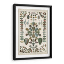 Grand Seba Shells Iv - Jacques Deseve | Cuadro decorativo de Canvas Lab