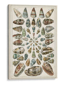 Grand Seba Shells V - Jacques Deseve | Cuadro decorativo de Canvas Lab