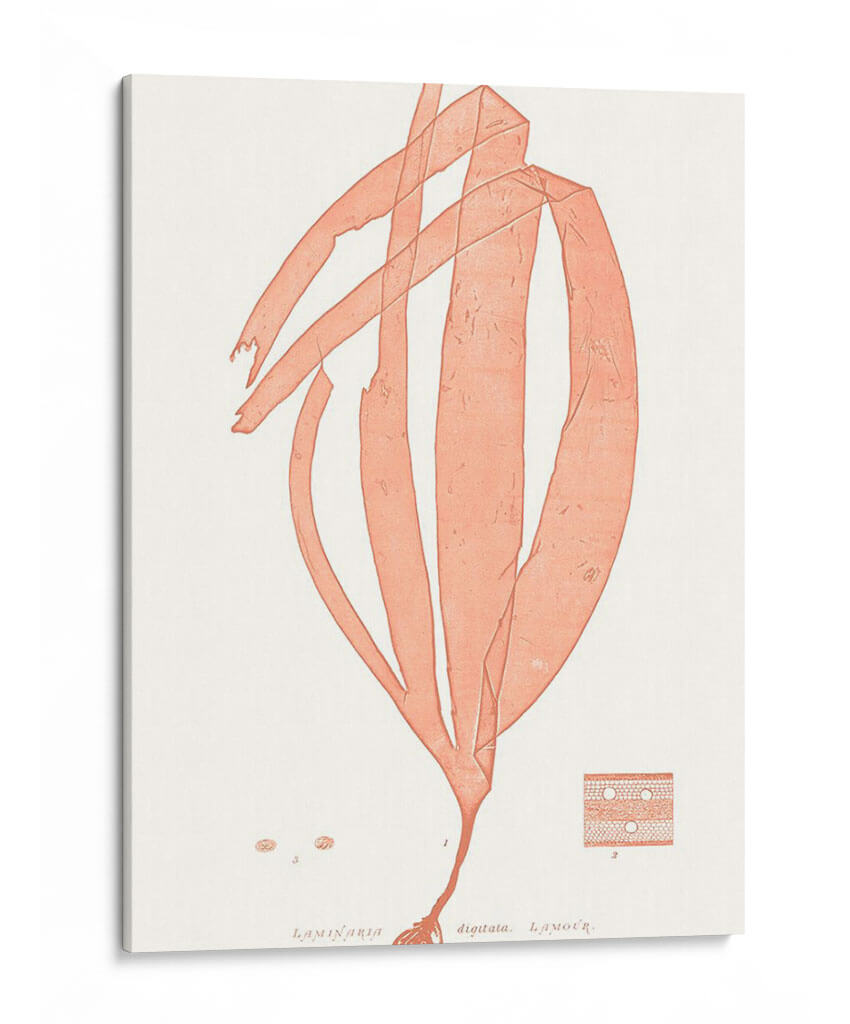 Vívido Marina De Coral I - Vision Studio | Cuadro decorativo de Canvas Lab