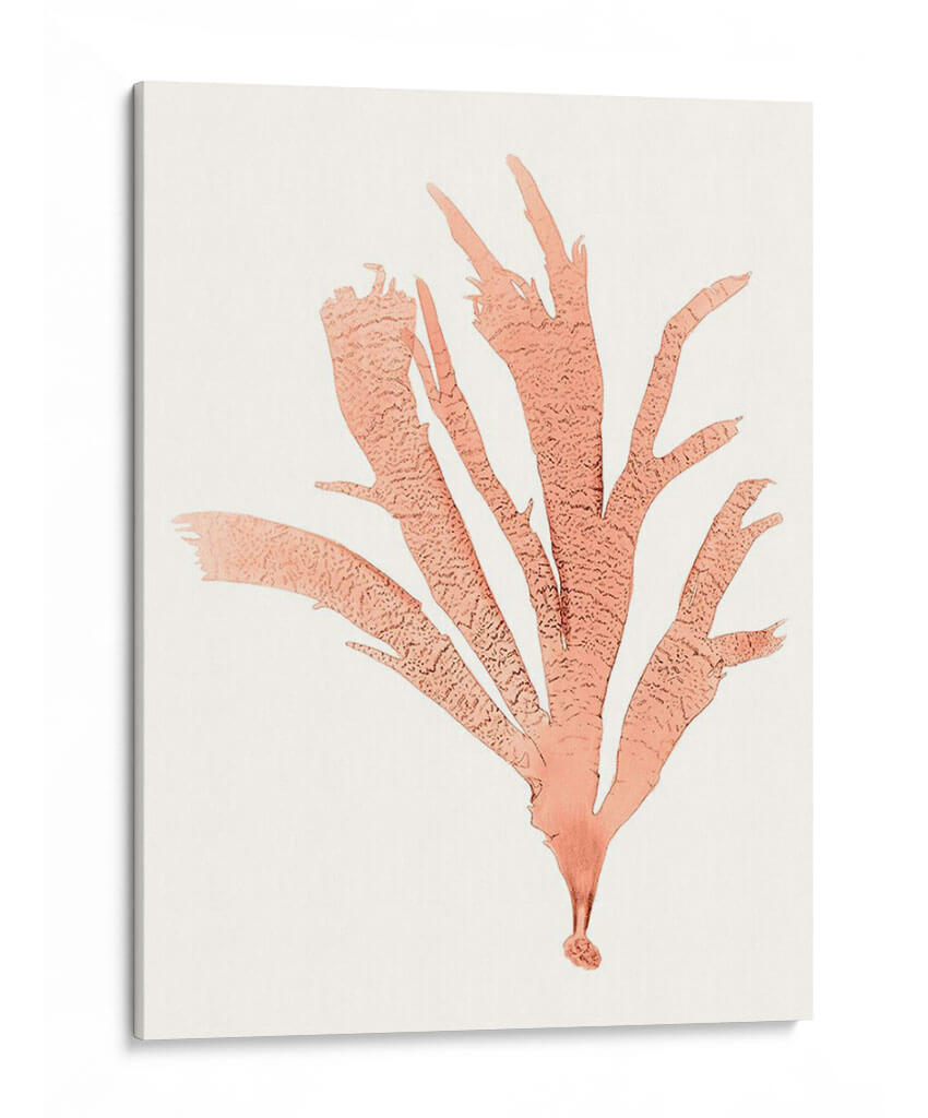 Vivivid Coral Seaweed Iv - Vision Studio | Cuadro decorativo de Canvas Lab