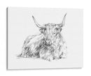 Bosquejo De Ganado Highland I - Ethan Harper | Cuadro decorativo de Canvas Lab