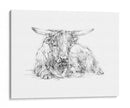 Bosquejo De Ganado Highland Ii - Ethan Harper | Cuadro decorativo de Canvas Lab