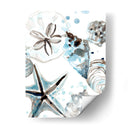 Cosulean Seashells Iv - June Erica Vess | Cuadro decorativo de Canvas Lab