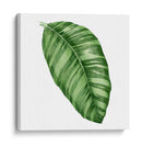 Joya De Selva Tropical I - Grace Popp | Cuadro decorativo de Canvas Lab