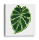 Rainforest Jewel Iii - Grace Popp | Cuadro decorativo de Canvas Lab