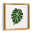 Rainforest Jewel Iii - Grace Popp | Cuadro decorativo de Canvas Lab