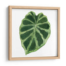 Rainforest Jewel Iii - Grace Popp | Cuadro decorativo de Canvas Lab