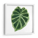 Rainforest Jewel Iii - Grace Popp | Cuadro decorativo de Canvas Lab