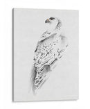 Gyrfalcon I - Melissa Wang | Cuadro decorativo de Canvas Lab