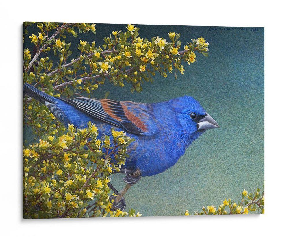 Grosbeak Azul - Chris Vest | Cuadro decorativo de Canvas Lab