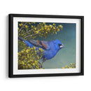 Grosbeak Azul - Chris Vest | Cuadro decorativo de Canvas Lab