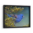 Grosbeak Azul - Chris Vest | Cuadro decorativo de Canvas Lab