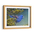 Grosbeak Azul - Chris Vest | Cuadro decorativo de Canvas Lab