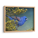 Grosbeak Azul - Chris Vest | Cuadro decorativo de Canvas Lab