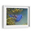 Grosbeak Azul - Chris Vest | Cuadro decorativo de Canvas Lab