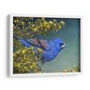 Grosbeak Azul - Chris Vest | Cuadro decorativo de Canvas Lab