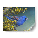Grosbeak Azul - Chris Vest | Cuadro decorativo de Canvas Lab