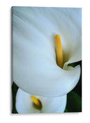 Alcatraces - Mauricio Silerio | Cuadro decorativo de Canvas Lab