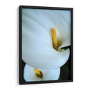 Alcatraces - Mauricio Silerio | Cuadro decorativo de Canvas Lab