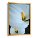 Alcatraces - Mauricio Silerio | Cuadro decorativo de Canvas Lab