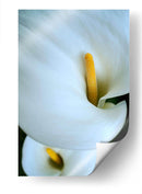 Alcatraces - Mauricio Silerio | Cuadro decorativo de Canvas Lab