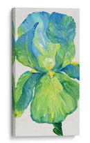 Iris Bloom En Verde I - Tim OToole | Cuadro decorativo de Canvas Lab