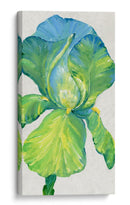 Iris Bloom En Green Ii - Tim OToole | Cuadro decorativo de Canvas Lab