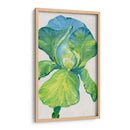 Iris Bloom En Green Ii - Tim OToole | Cuadro decorativo de Canvas Lab