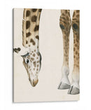 A Tus Pies Ii - Grace Popp | Cuadro decorativo de Canvas Lab