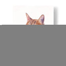 Naranja Gato Ii - Melissa Wang | Cuadro decorativo de Canvas Lab